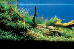 iaplc2007-20 iaplc2007-20