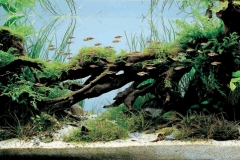 iaplc2007-22 iaplc2007-22