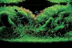 iaplc2007-24 iaplc2007-24