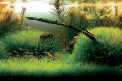 iaplc2007-25 iaplc2007-25