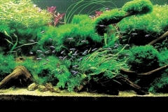 iaplc2007-26 iaplc2007-26