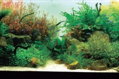 iaplc2007-27 iaplc2007-27