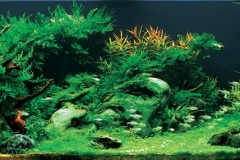 iaplc2007-4 iaplc2007-4