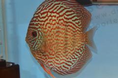 DSC_4953_zpsb61d457d