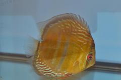 DSC_4960_zps88093e90