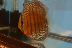 DSC_4962_zpsea719746