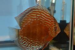 DSC_4964_zpsc4f95c23