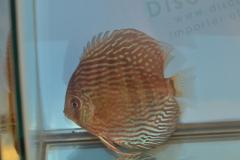 DSC_4965_zpscb14afc3