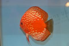 DSC_4968_zpsa77878ea