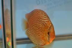 DSC_4970_zpsfafde76b