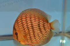 DSC_4971_zps116c6a7b