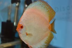 DSC_4973_zps843daff5