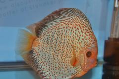 DSC_4974_zpsc7ee49ff