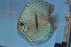 DSC_4975_zpsfea7e2bf