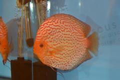 DSC_4977_zpsb0a8a51a