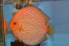 DSC_4980_zps18cd46a5