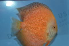 DSC_4981_zpsa1782b2c