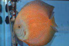 DSC_4983_zpseb8e9a14