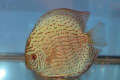 DSC_4984_zpsd3865555