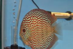 DSC_4991_zps7cba4155