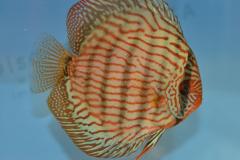 DSC_4992_zps7ed34dc8