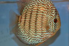 DSC_4993_zpsdfbbcee6