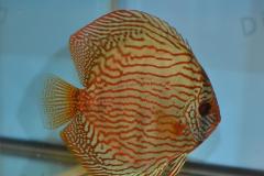 DSC_4994_zpsea3d294f