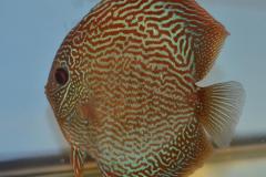 DSC_4995_zps7ccc0b4e