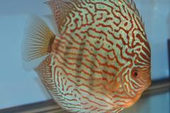 DSC_4996_zps68946daa