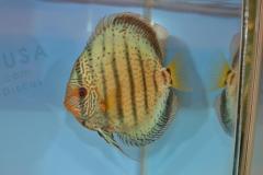 DSC_4998_zpsde1c80be