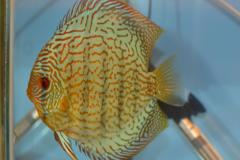 DSC_4999_zpse6c2994c