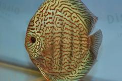 DSC_5003_zps3c008720