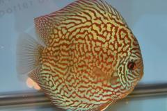 DSC_5005_zps8251668d