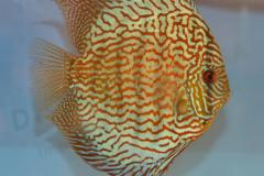 DSC_5012_zpsd95b9347