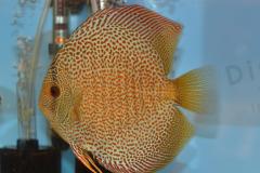 DSC_5014_zps383f8ab6