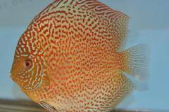 DSC_5019_zpsd5ffb8d3