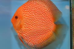 DSC_5026_zpsef67a959