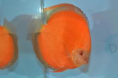 DSC_5045_zps580021ae