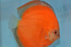 DSC_5050_zpsd4ef4ef1