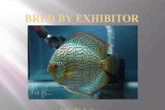 First-Place-Bred-By-Exhibitor