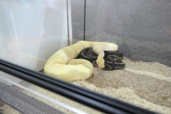 2019-Oceanika-Wystawa-Zdjecie-023-Sklep-Kameleon