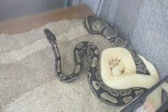 2019-Oceanika-Wystawa-Zdjecie-024-Sklep-Kameleon