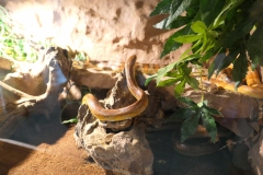 2019-Oceanika-Wystawa-Zdjecie-026-Sklep-Kameleon