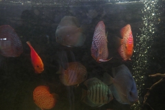 2019-Oceanika-Wystawa-Zdjecie-072-Andrzej-Nowicki