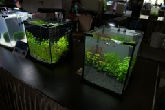 2019-Oceanika-Wystawa-Zdjecie-084-Kieleckie-Forum-Akwarystyczne