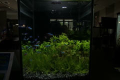 2019-Oceanika-Wystawa-Zdjecie-085-Kieleckie-Forum-Akwarystyczne