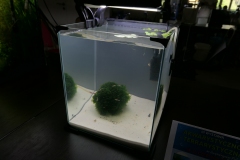 2019-Oceanika-Wystawa-Zdjecie-087-Kieleckie-Forum-Akwarystyczne