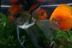 2019-Oceanika-Wystawa-Zdjecie-092-Kieleckie-Forum-Akwarystyczne