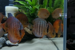 2019-Oceanika-Wystawa-Zdjecie-105-Polski-Klub-Milosnikow-Dyskowcow