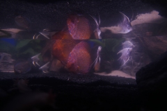 2019-Oceanika-Wystawa-Zdjecie-125-Robert-i-Jakub-Klimaszewscy